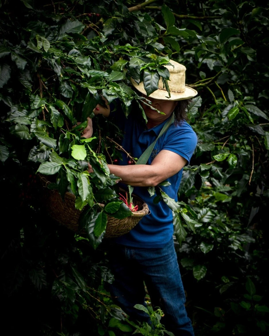 Farmer_Ngoc_Picking_Coffee_Cherry.JPG?type=w1