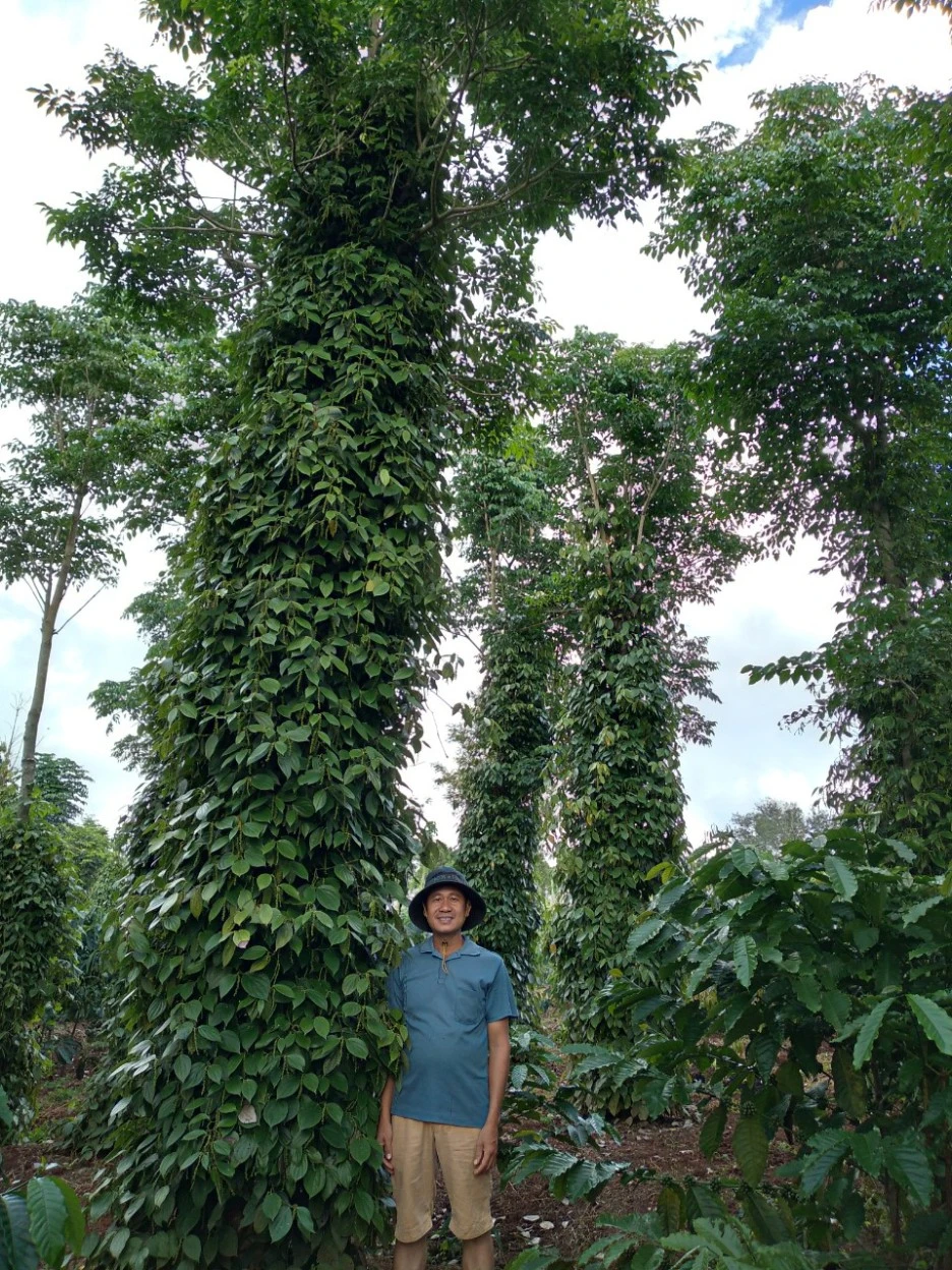 HST_Farm_Pepper_Tree.jpg?type=w1
