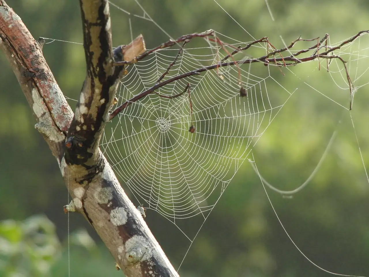 spider-web-tree-branches-pattern-39494.jpeg