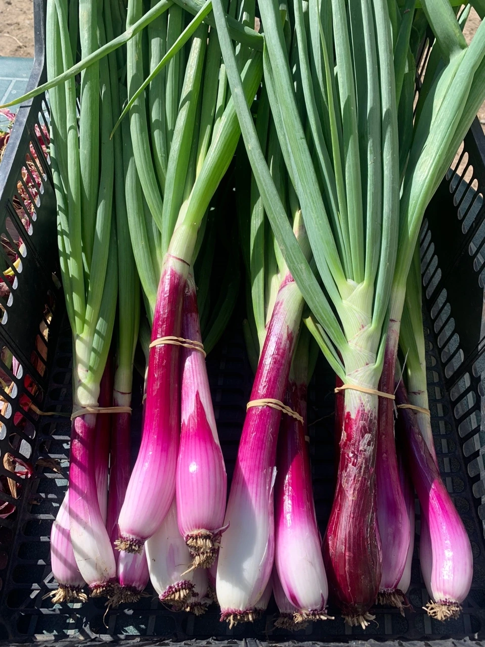 붉은 양파.jpeg