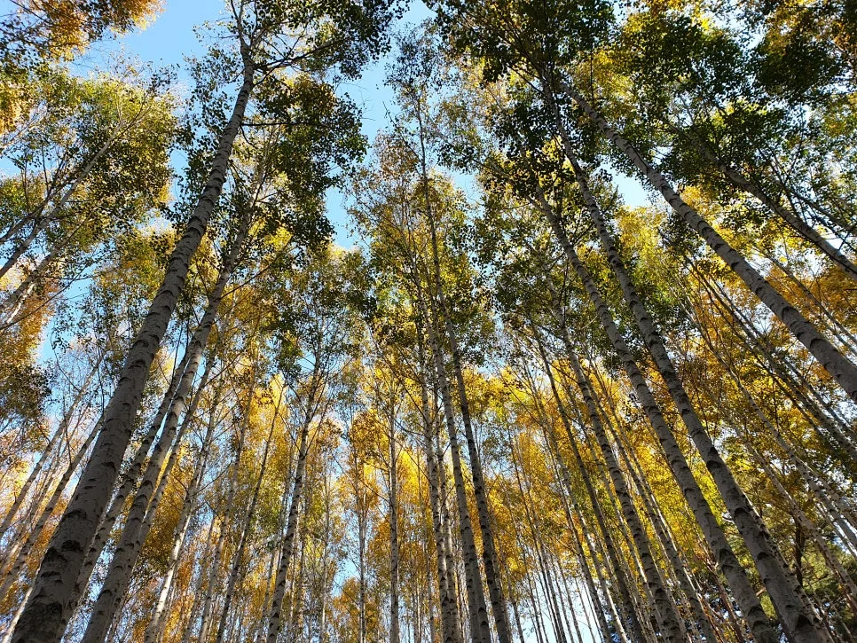 20191024_151517.jpg?type=w966