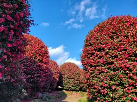 900%EF%BC%BF20250116%EF%BC%BF151649.jpg?type=w466