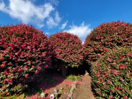 900%EF%BC%BF20250116%EF%BC%BF150638.jpg?type=w466