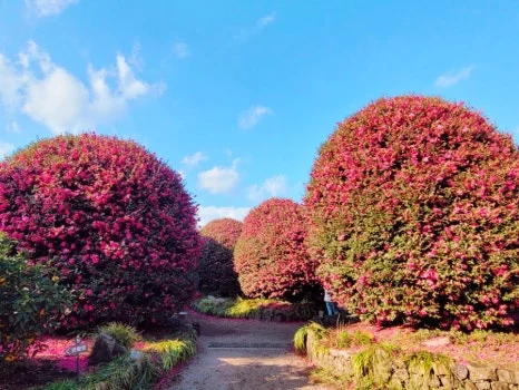 900%EF%BC%BF1737126810924.jpg?type=w466