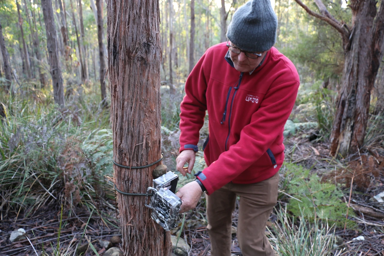 야생 태즈매니아데빌 관찰 카메라 확인 중인 존 해밀턴.JPG