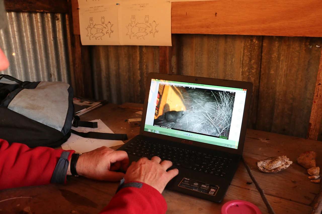 야생 태즈매니아데빌 개체들을 확인하고 있다.JPG