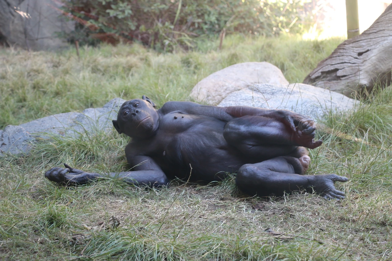 샌디에고 동물원의 로레타 (3).JPG