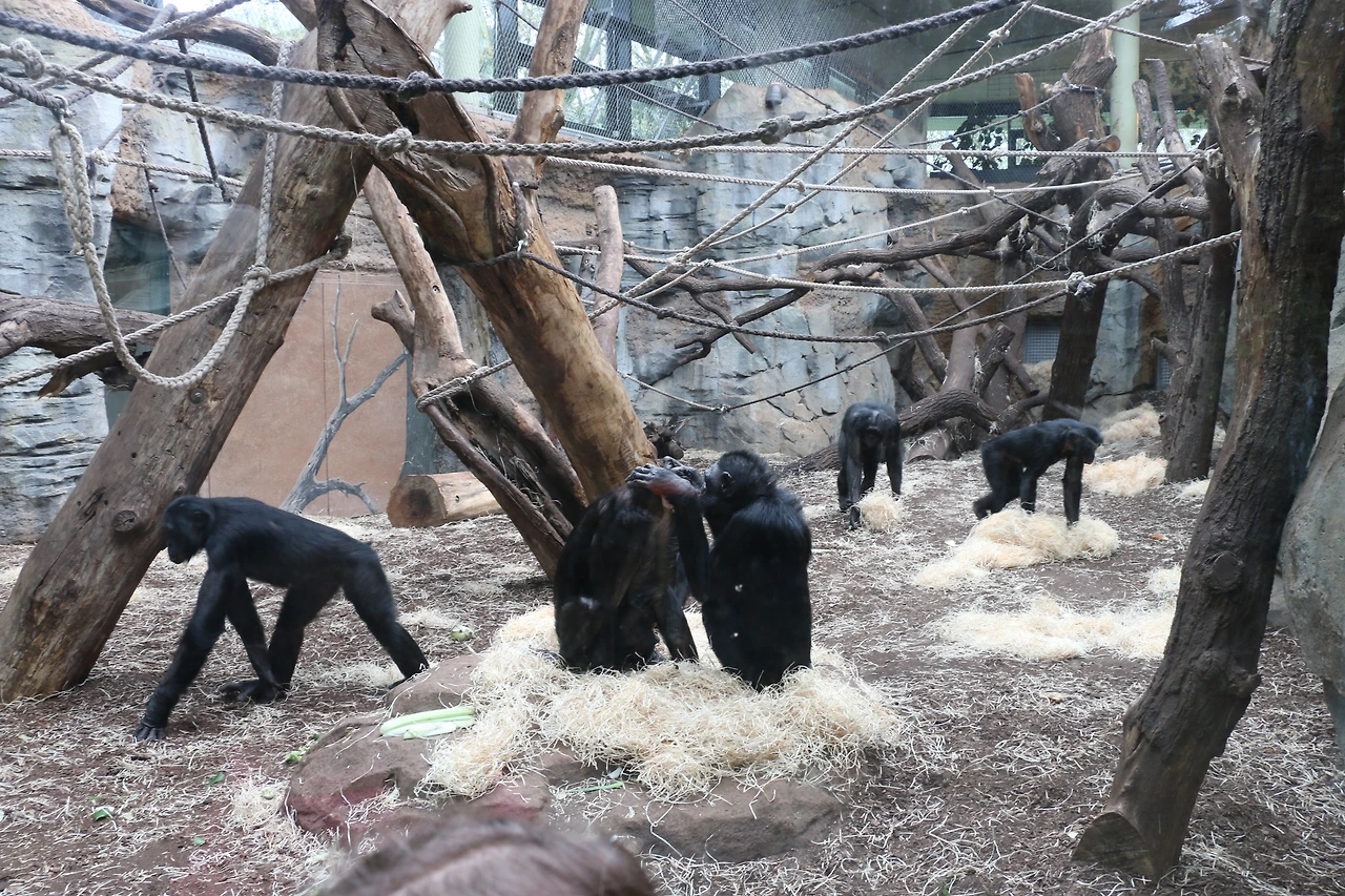 보노보 실내 방사장 (1).JPG