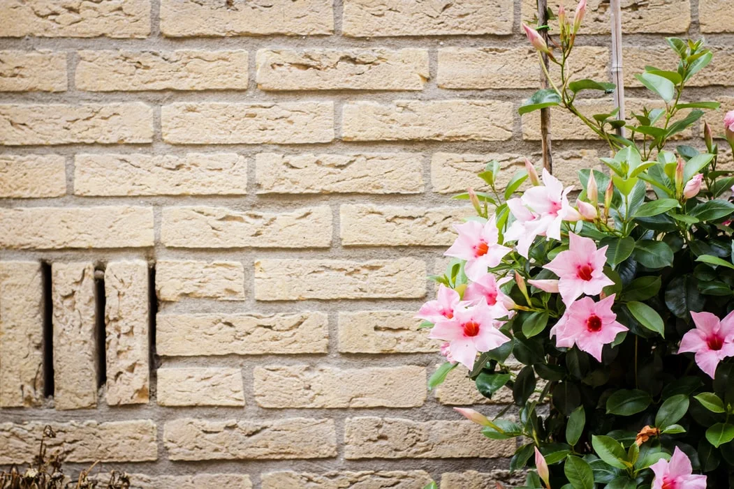 photo-1566739262370-631a81347761.jfif