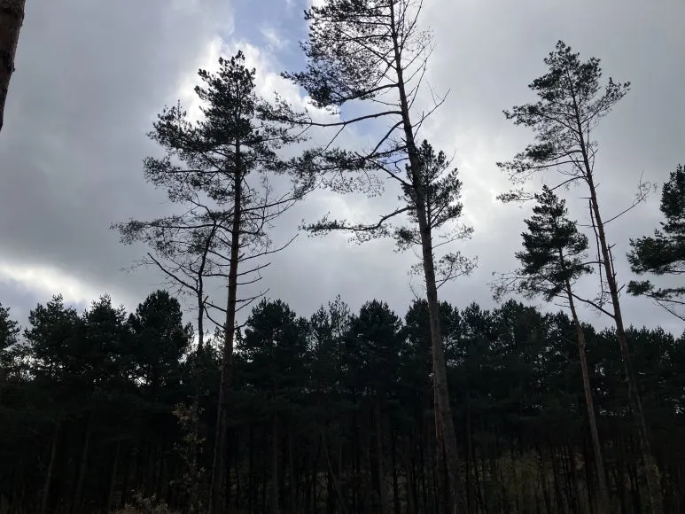 IMG_3614.jpg?type=w773