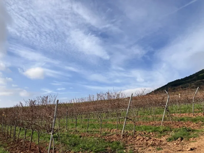 IMG_2622.jpg?type=w773