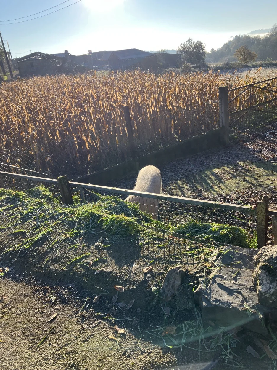 IMG_8856.jpg?type=w1