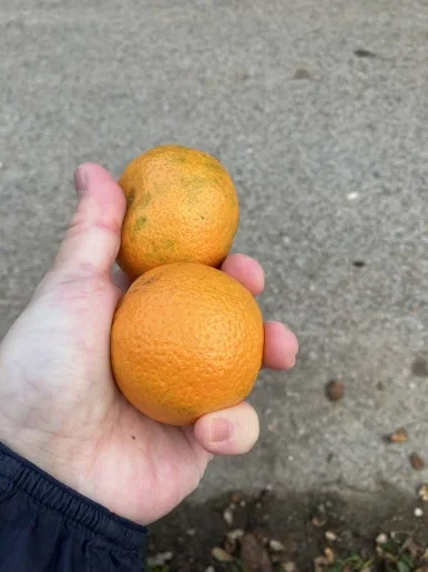 IMG_2585.jpg?type=w386