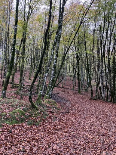 IMG_1987.jpg?type=w386