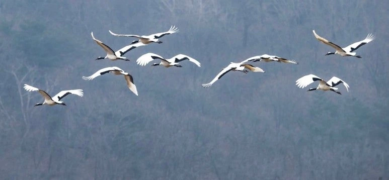 1202 재두루미 2.jpeg