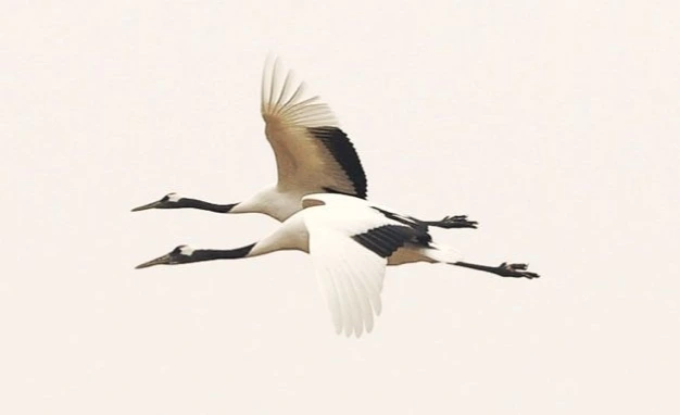 1202 재두루미.jpeg