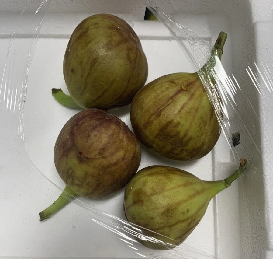 IMG_1309.jpg?type=w1