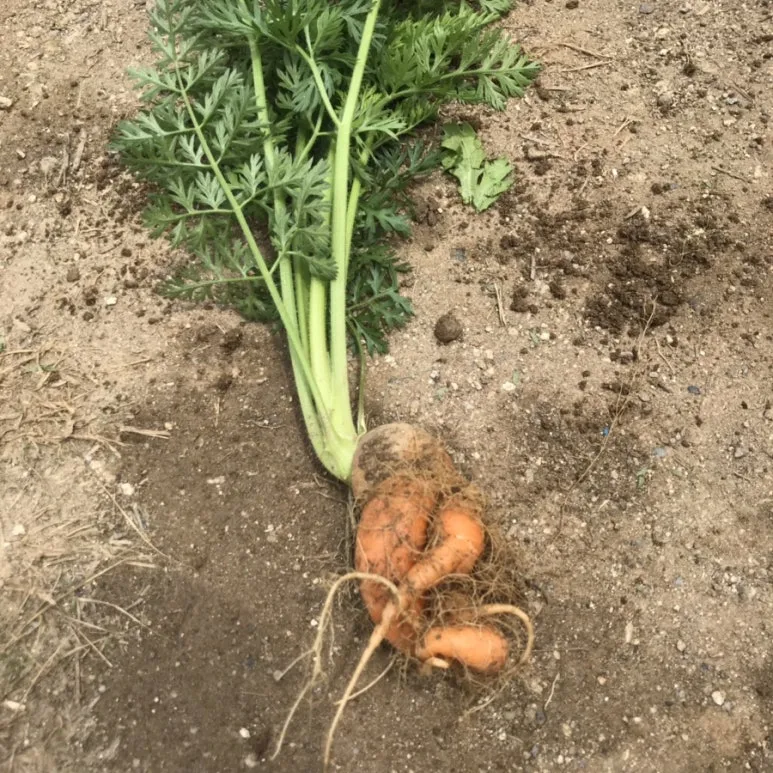 IMG_2665.jpg?type=w773&jopt=2