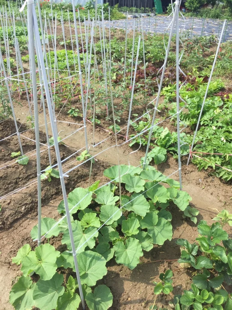 IMG_2785.JPG?type=w773&jopt=2