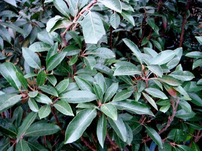 uSG8eZV0URilc2Rnl19o_lLMMp8