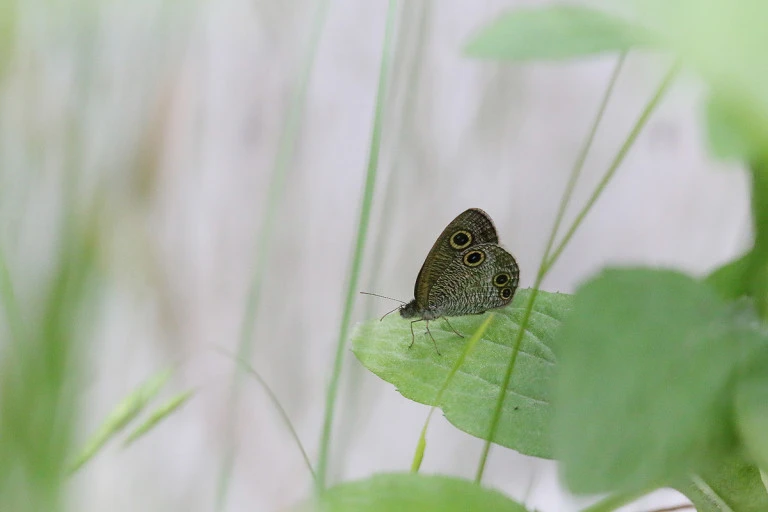 ?src=http%3A%2F%2Fblogfiles.naver.net%2F20160628_198%2Freversemacro_1467125432399Uyzhg_JPEG%2F%25B9%25B0%25B0%25E1%25B3%25AA%25BA%25F11.jpg&type=sc960_832