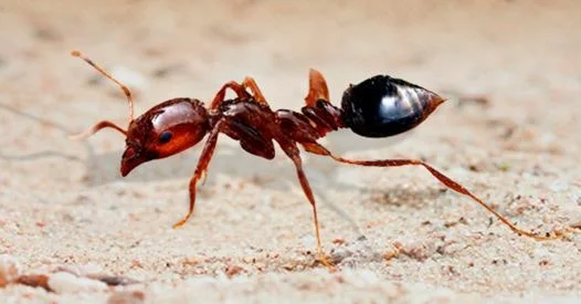 %EB%B6%89%EC%9D%80%EB%B6%88%EA%B0%9C%EB%AF%B8_%ED%99%98%EA%B2%BD%EB%B6%80.JPG?type=w800