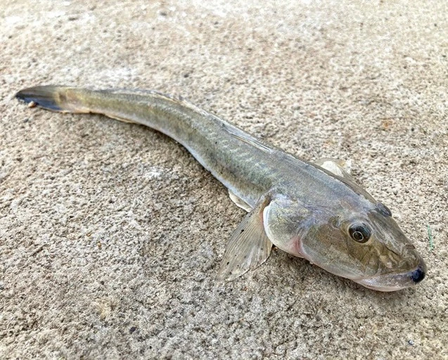 Cn86CVX3PzOsgtcKFo7iHPwJdYA