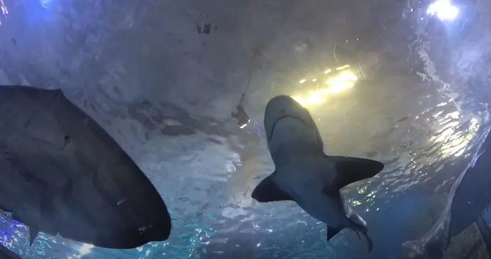 상어와 가오리.JPG