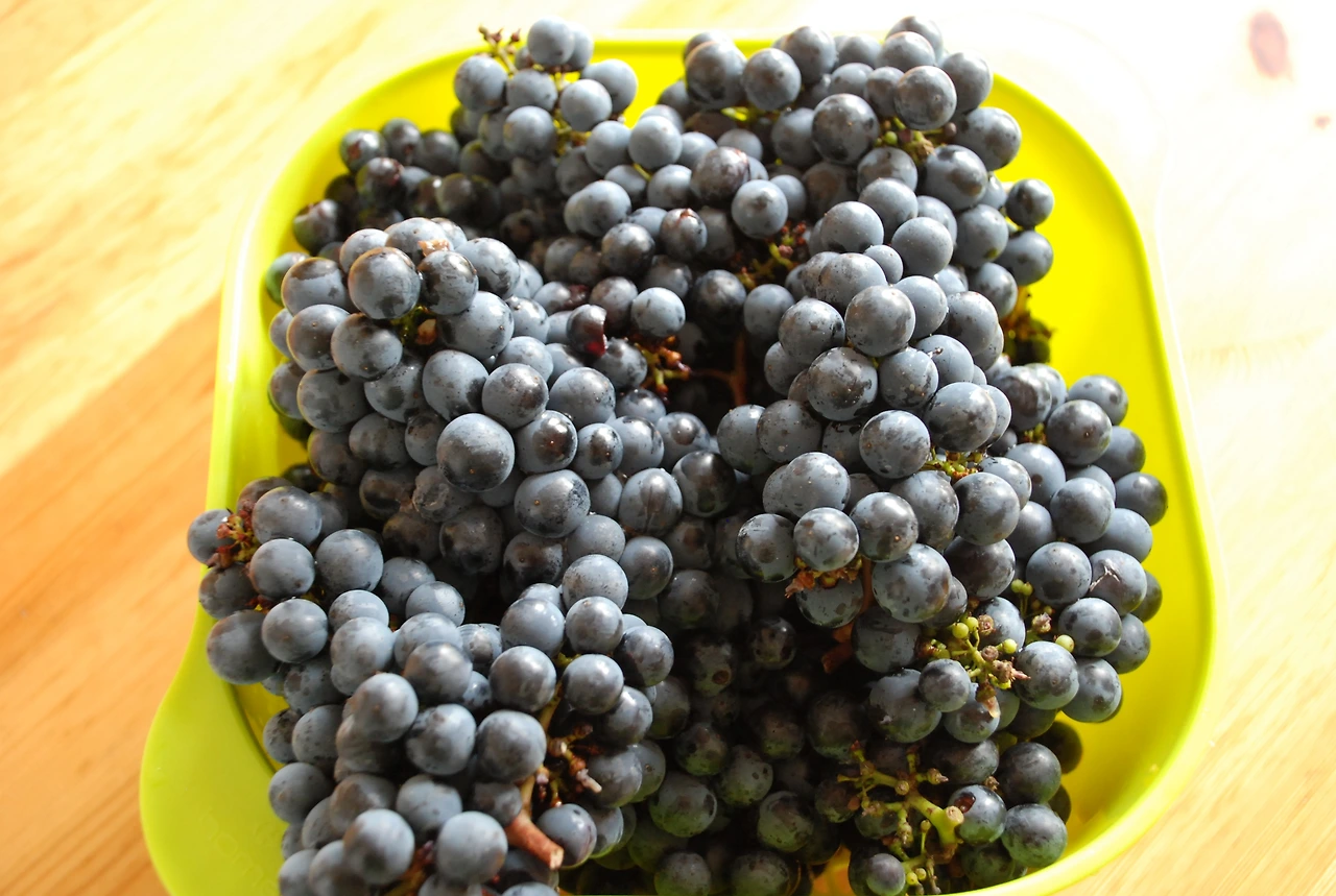 10월14일 메독 포도수확 086.JPG