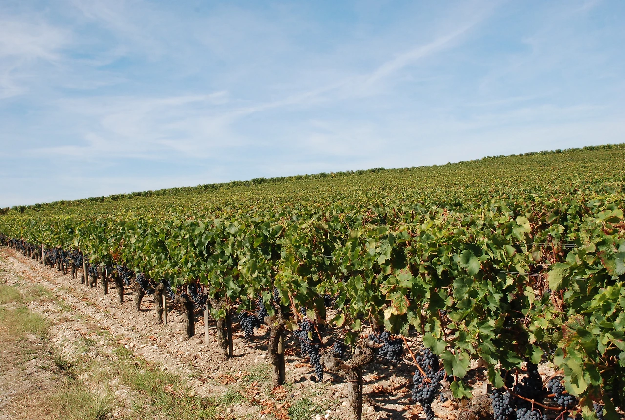 medoc marathon 006.JPG