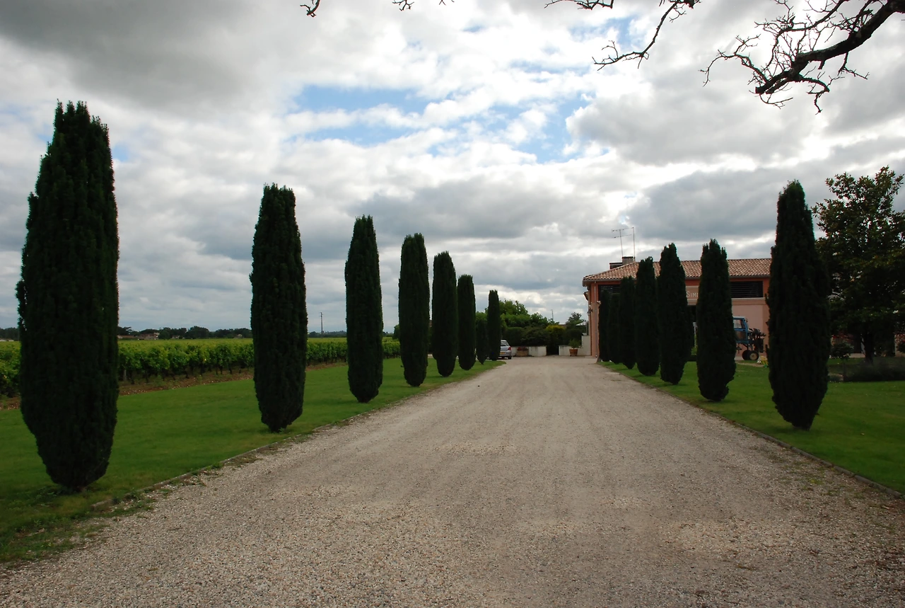 쏘테른 스위트 와인 479.JPG