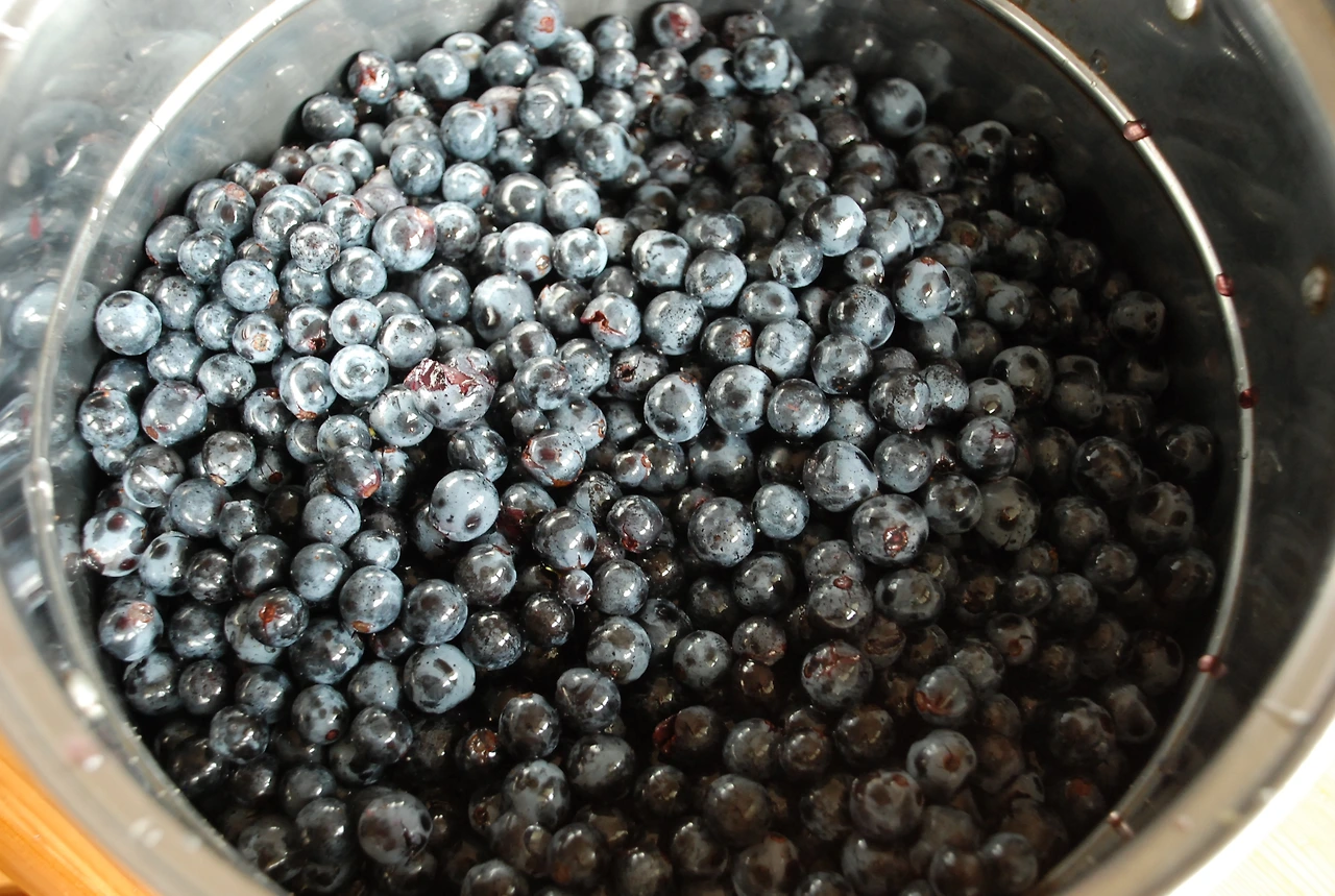 10월14일 메독 포도수확 088.JPG