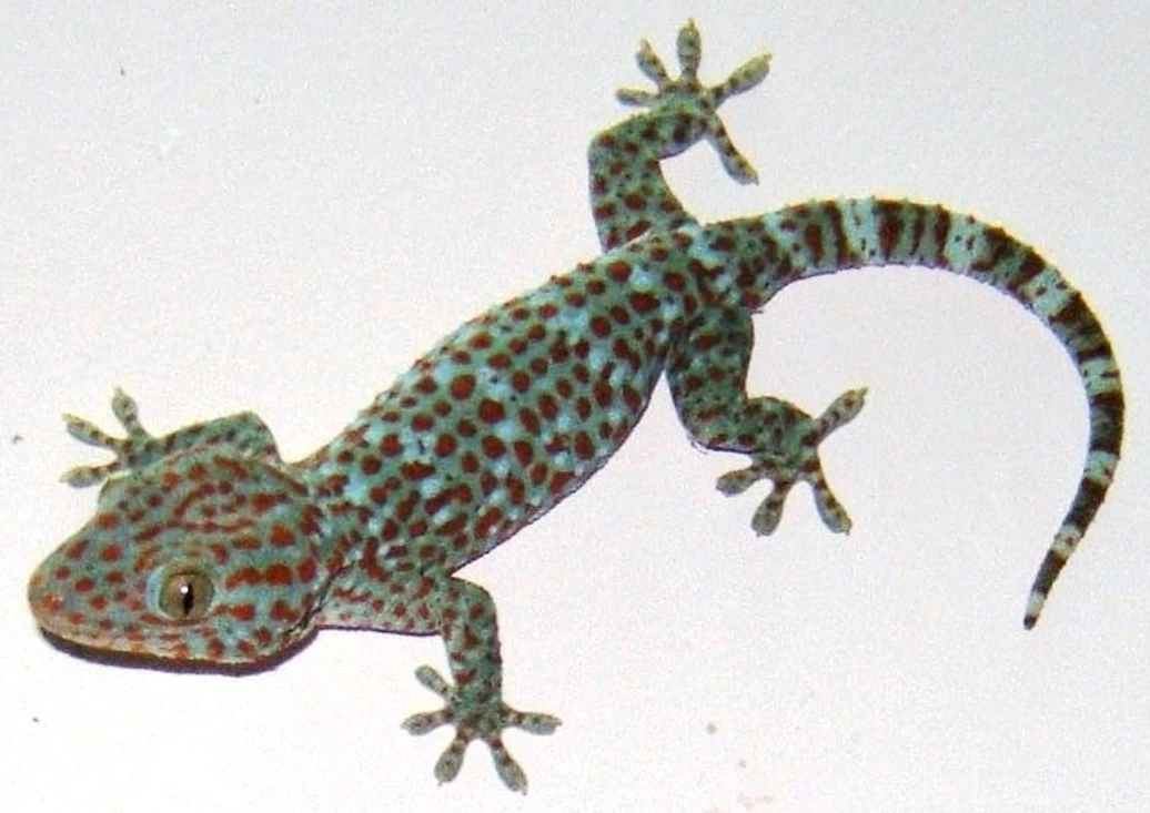 Tokay_gecko.jpeg