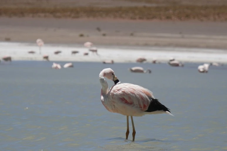 DSC04446.JPG?type=w773