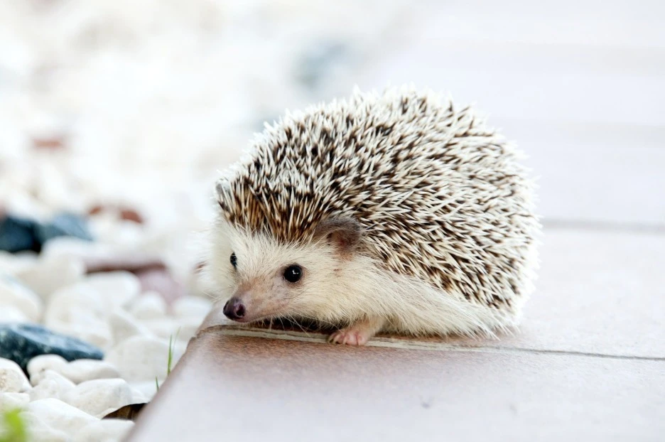 hedgehog-468228_1920.jpg?type=w1
