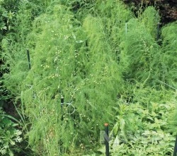 ib6_32_i1.jpg?type=m251&wm=Y