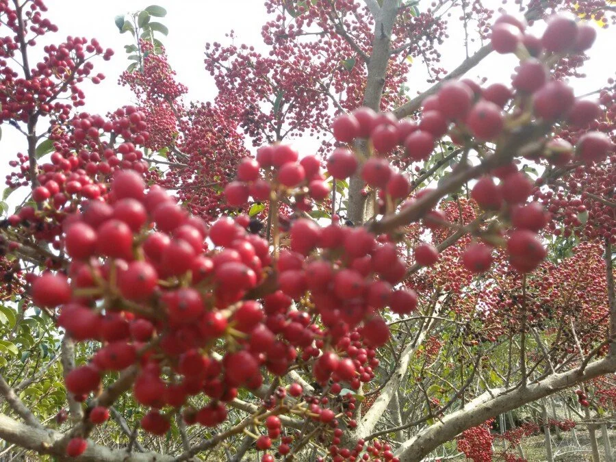 20180223_131110.jpg?type=w1200