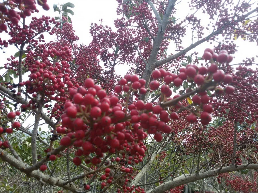 20180223_131129.jpg?type=w1200