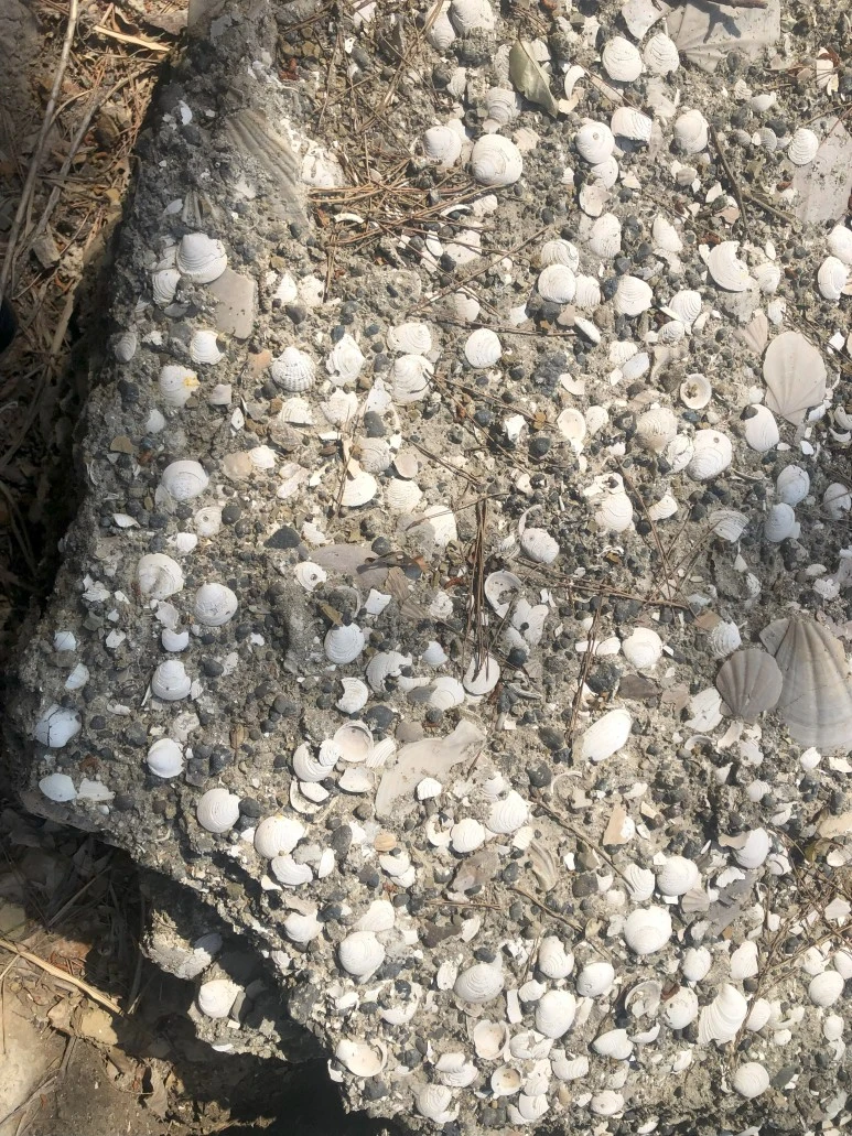 %EB%B0%A4%EC%83%89%EB%AC%B4%EB%8A%AC%EC%A1%B0%EA%B0%9C%EB%A5%98_%EC%84%9C%EA%B7%80%ED%8F%AC%EC%B8%B5_%EA%B0%95%EC%88%9C%EC%84%9D.jpg?type=w773