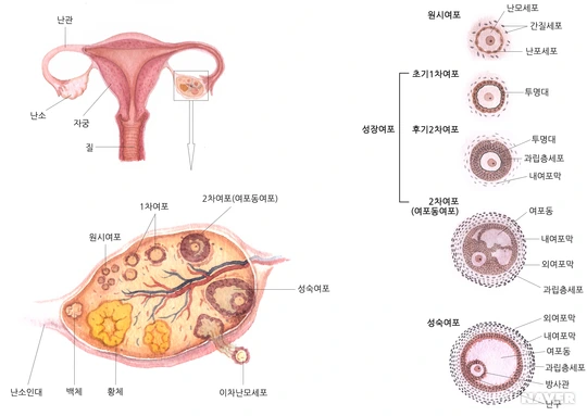 %25EB%2582%259C%25.png?type=w540_fst_n