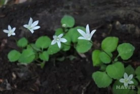 s_sm3_41_i4.jpg?type=w276_fst_n&wm=Y