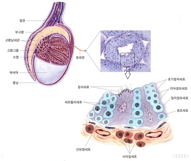 %25EA%25B3%25A0%25.png?type=w646_fst_n;;92;true