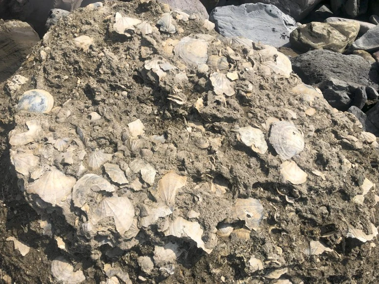 %EB%B6%81%EB%A5%99%EA%B0%80%EB%A6%AC%EB%B9%84_%EC%84%9C%EA%B7%80%ED%8F%AC%EC%B8%B5_%EA%B0%95%EC%88%9C%EC%84%9D.jpg?type=w773