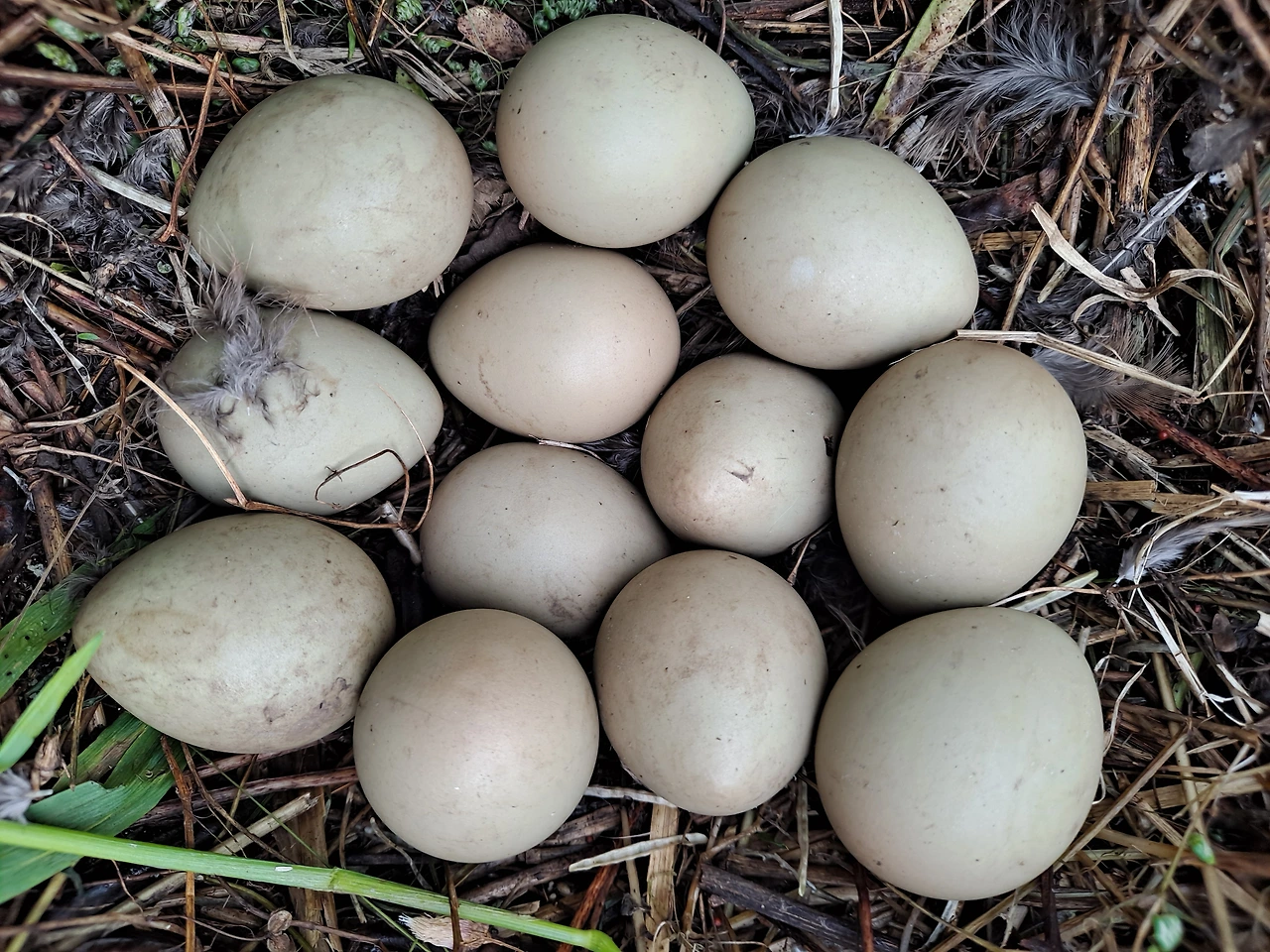 g17oXqhbsCI3BLRGlScgEbicULM