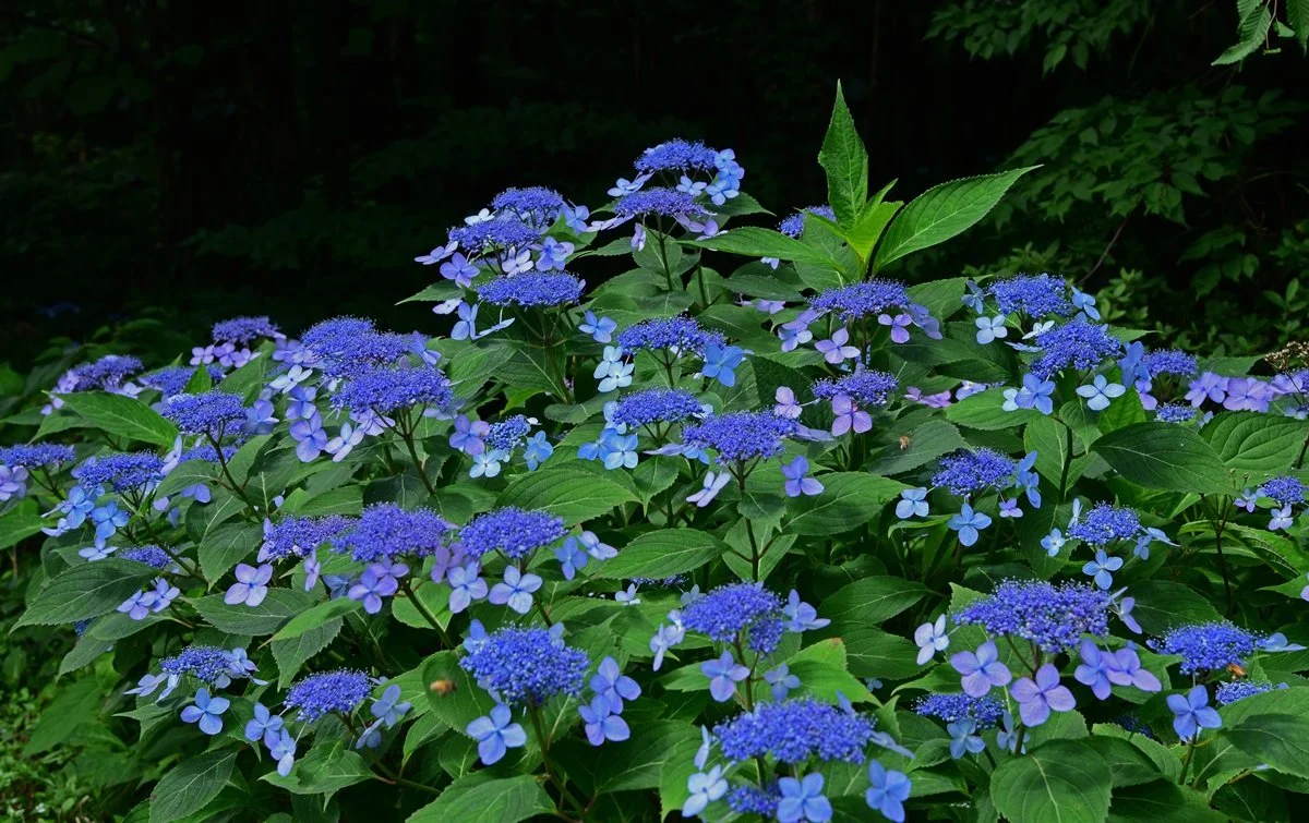 88627_82044_4729.JPG?type=w1200