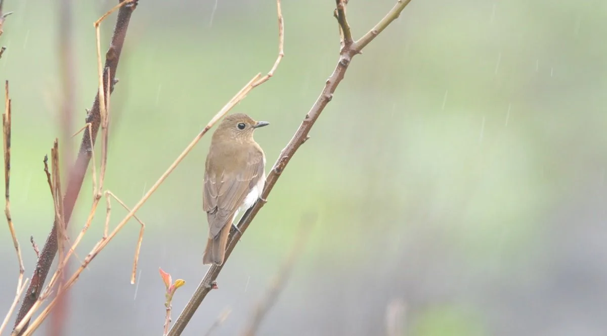 88627_82041_4516.JPG?type=w1200