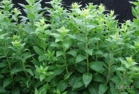 s_sm3_41_i3.jpg?type=w276_fst_n&wm=Y