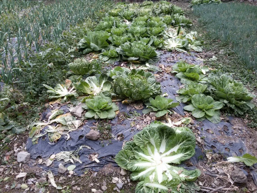 20180218_161925.jpg?type=w1200