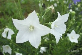 s_sm3_41_i6.jpg?type=w276_fst_n&wm=Y