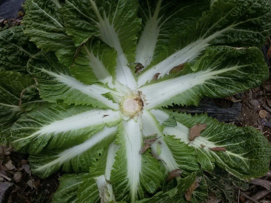 20180218_161936.jpg?type=w1200